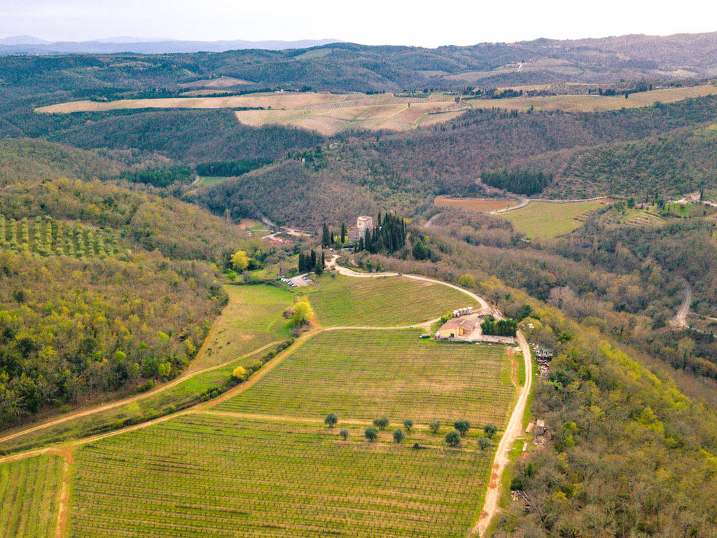 Sun-drenched vineyard at golden hour